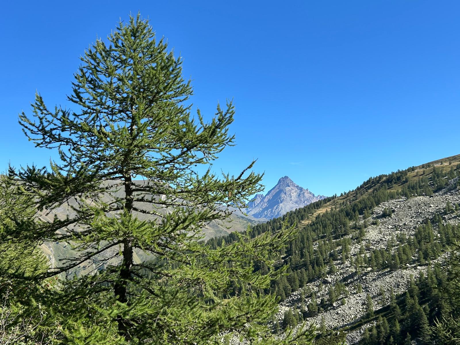 Immagini Comunali